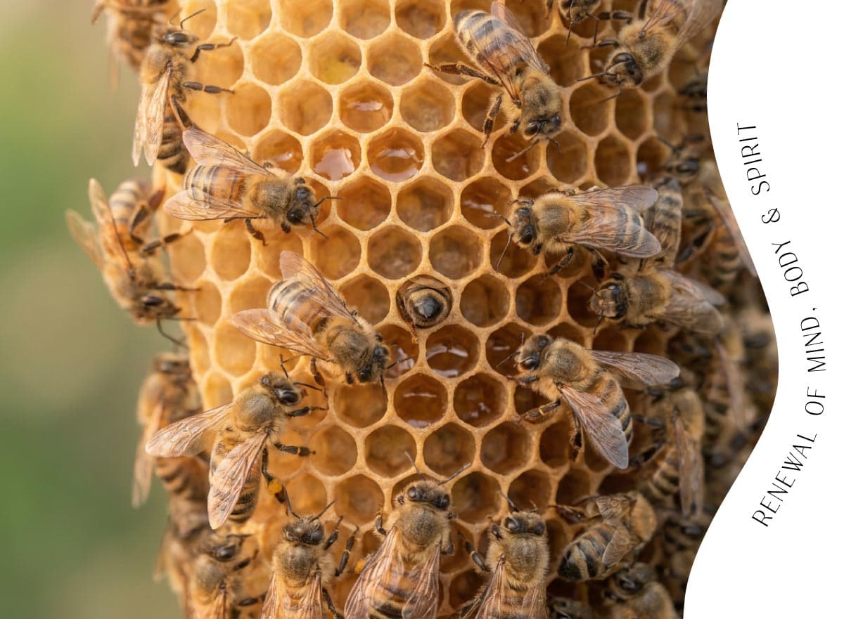 Honeycomb
