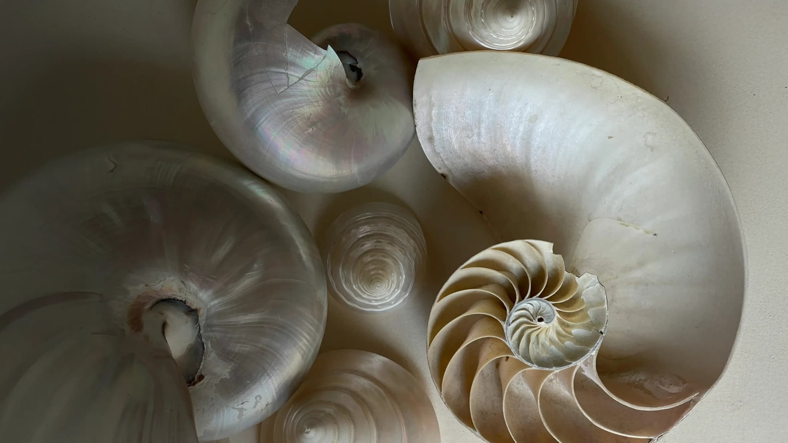 Nautilus shell